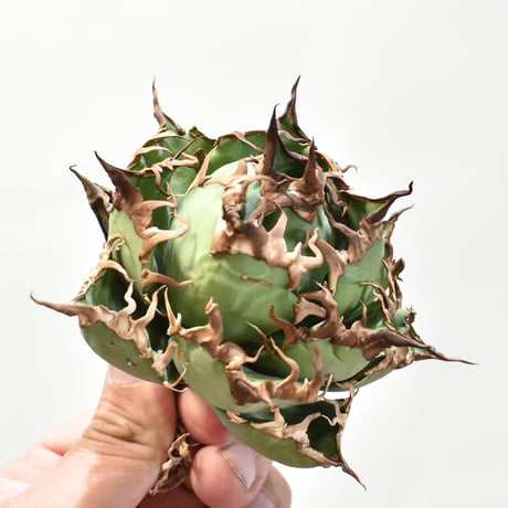 【5CLAW】アガベ チタノタ シーザー / 精品凱撒 【台湾 dragon agave産/中株/抜き苗】DG25010522