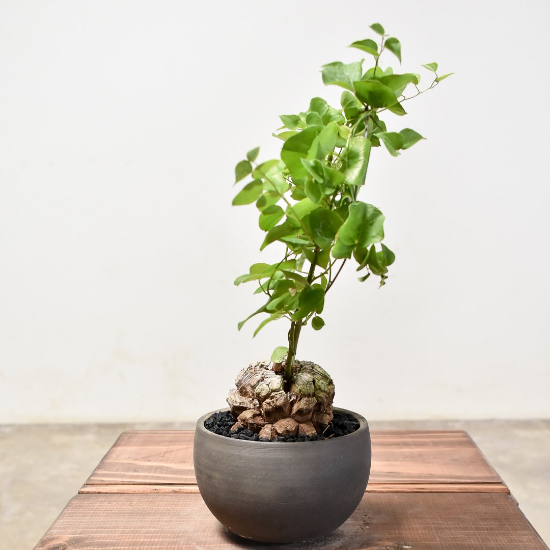 発根済み ディオスコレア エレファンティペス 亀甲竜 鶴仙園 opus 鉢付