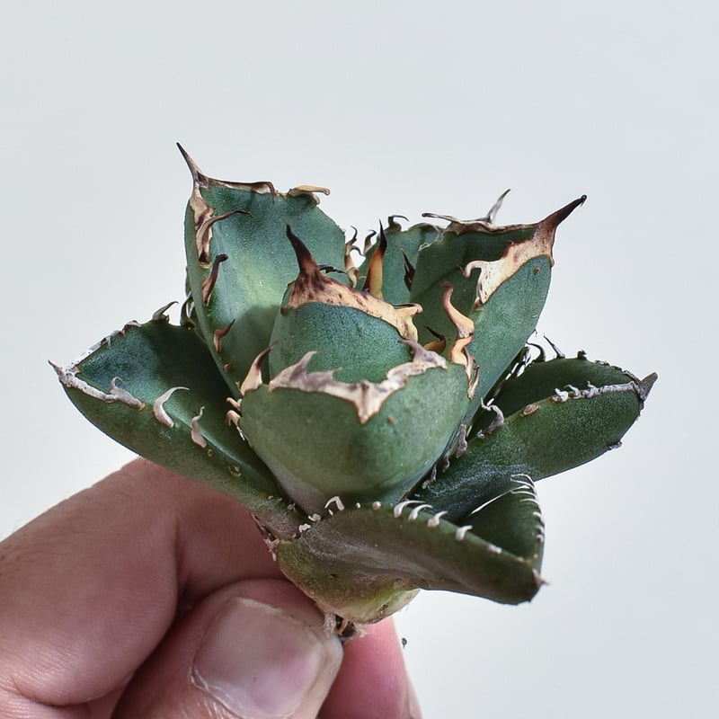 アガベ チタノタ 