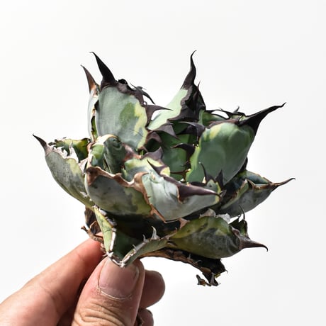 アガベ チタノタ "精品ブルーダイヤモンド" / "精品籃球覆輪"【台湾 dragon agave産/抜き苗/中株】B101
