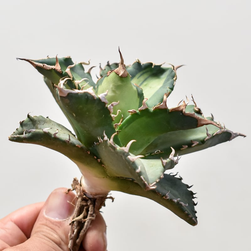 アガベ チタノタ ソーラーエクリプス アガベ チタノタ ソーラーエクリプス