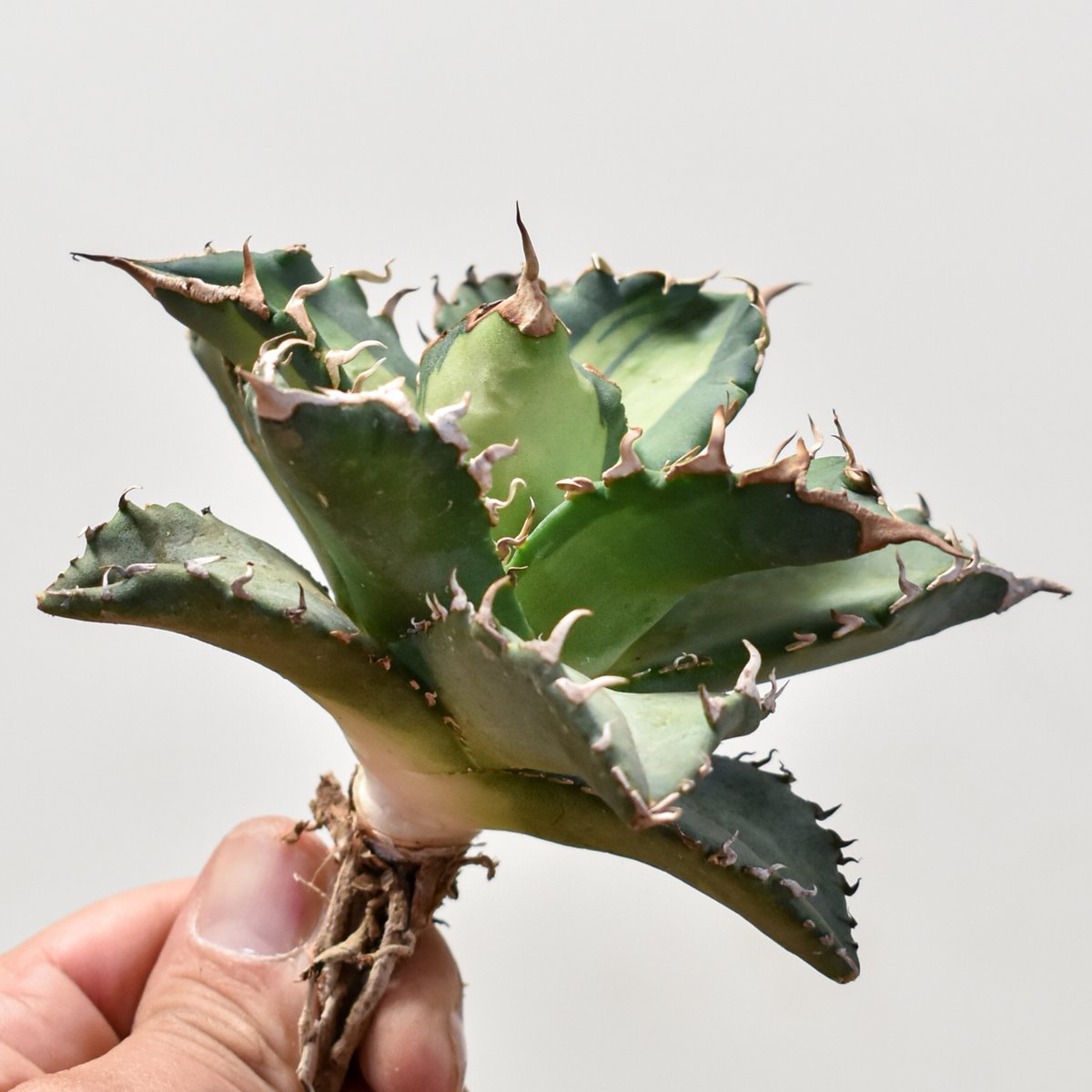 アガベ チタノタ ソーラーエクリプス 