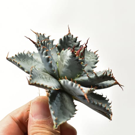 アガベ ハイブリット 特白肌怒雷神×象牙妖炎（陽炎エボリ）【台湾botanical_seeker産/選抜株】RF25011588