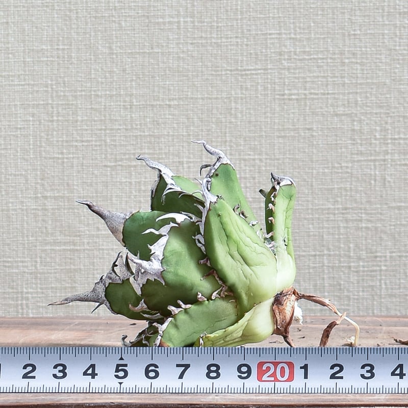 アガベ チタノタ チーター 