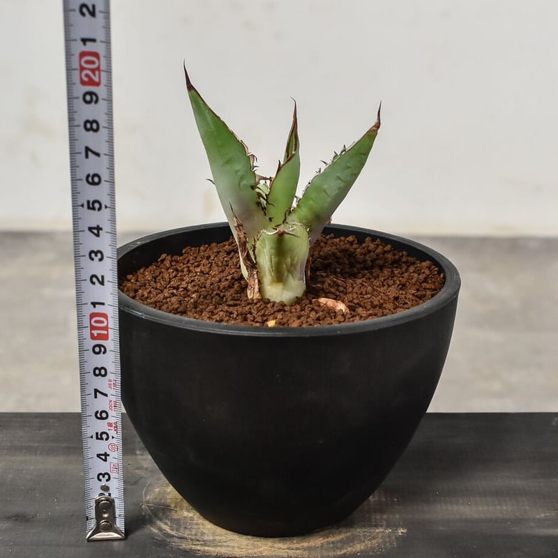 アガベ チタノタ 