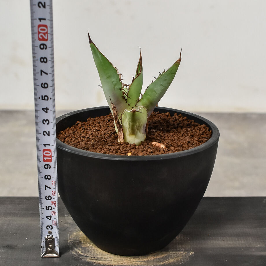 アガベチタノタ　FO-76 大株　子株4つ付き アガベチタノタ FO-76 大株 子株4つ付き アガベ チタノタ