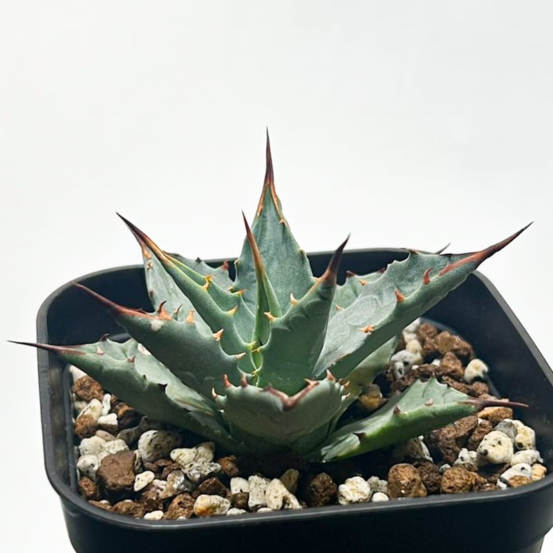 アガベ hybrid イシスメンシス×エボリスピナ/甲蟹X妖炎 【台湾 dragon