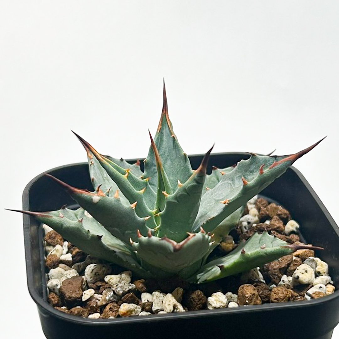 アガベ hybrid イシスメンシス×エボリスピナ/甲蟹X妖炎 【台湾 dragon