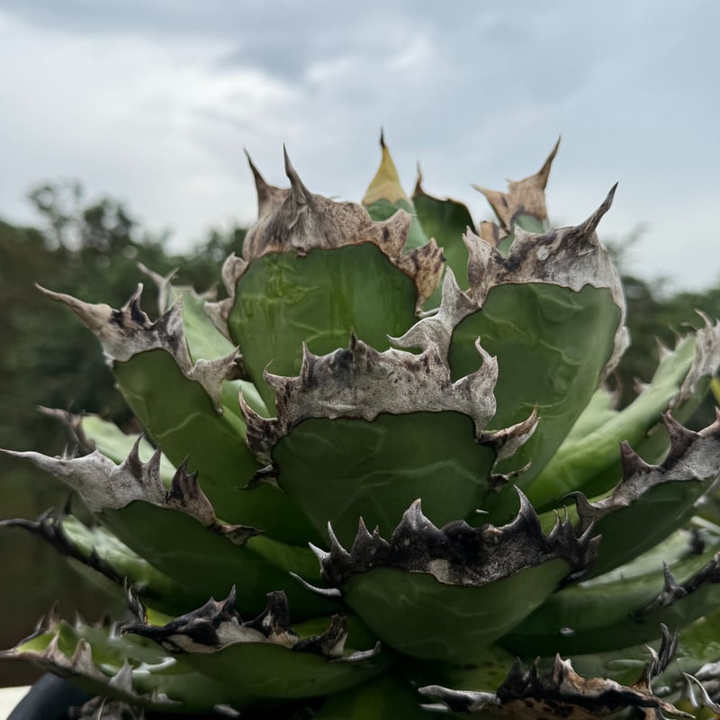 アガベ チタノタ 