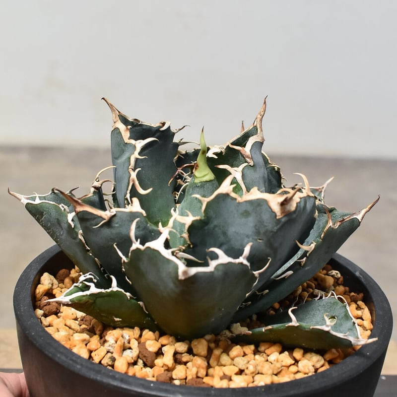 アガベ チタノタ 