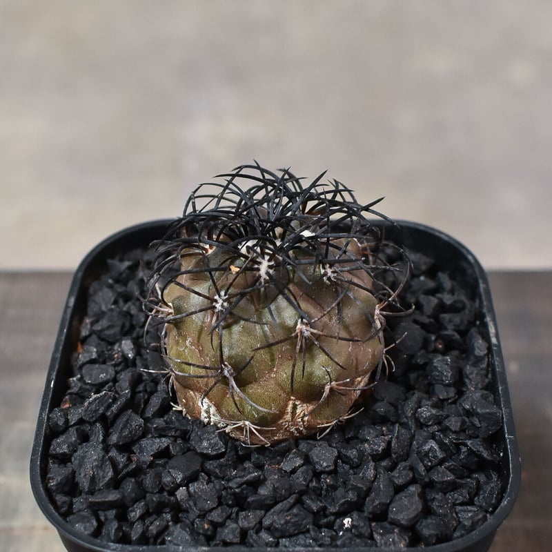 コピアポア グリセオビオラセア 