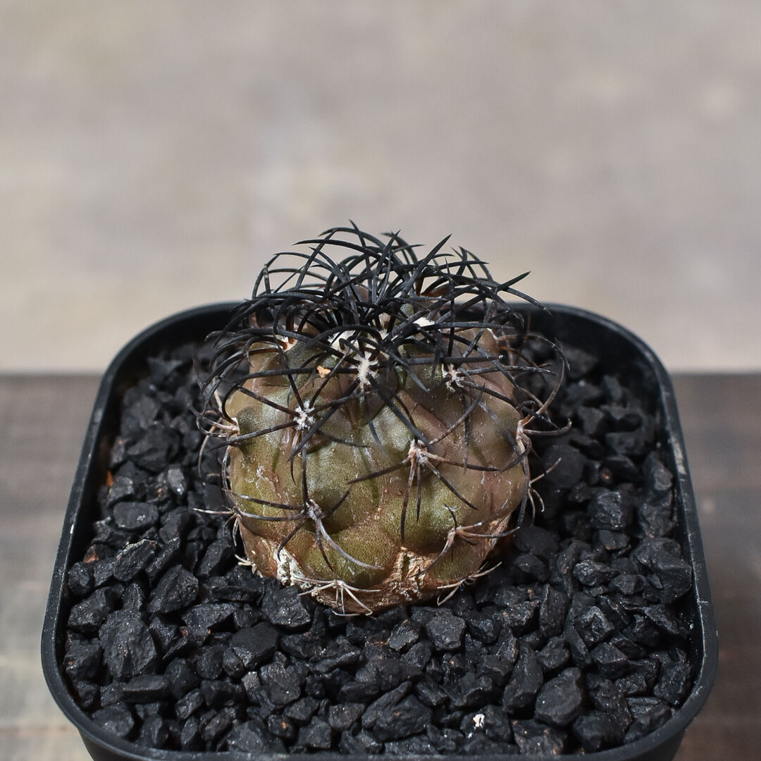 コピアポア グリセオビオラセア 