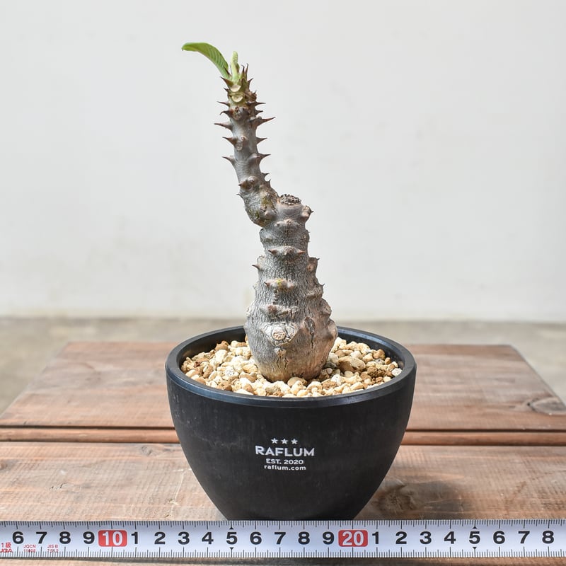 コレクション株 パキポディウム ウィンゾリー 実生5年目 検