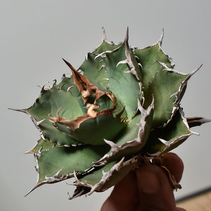 アガベ チタノタ FO-76 