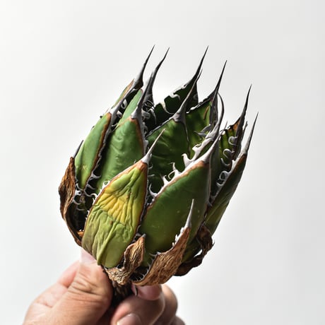 アガベ 精品ホリダ "精品狂刺霍利達"【台湾 dragon agave産/中株/抜き苗】A93