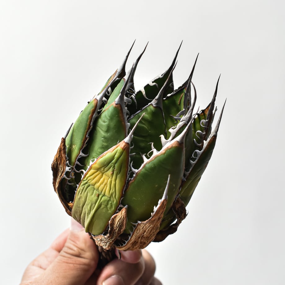 69bb48eecc85d029f43255b2