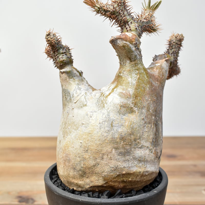 パキポディウムグラキリス発根済みPachypodium Gracilius