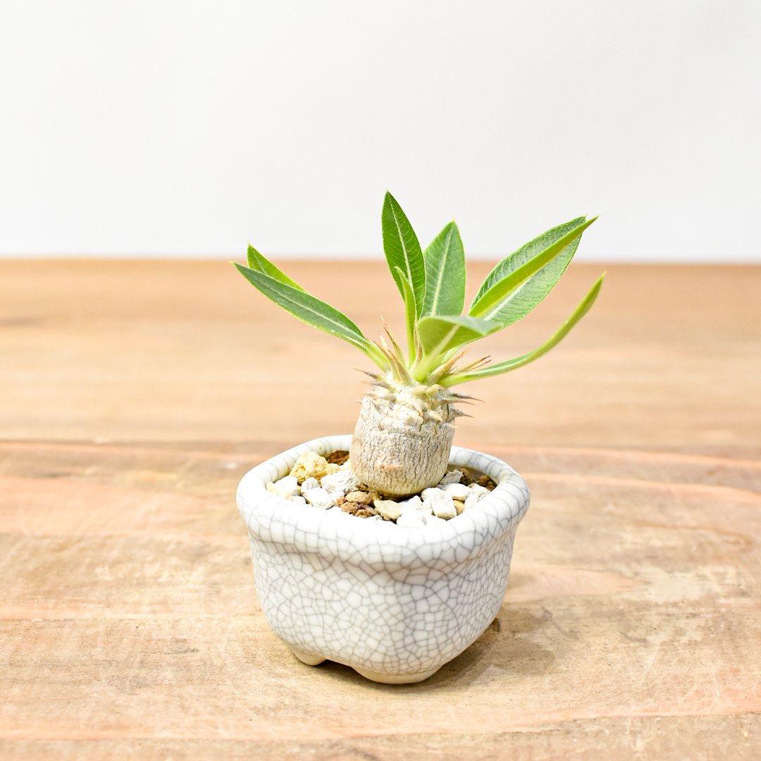 ※直接引き取り限定 超特大 パキポディウム マカイエンセ 当方管理8年程 fit=scale-down,w=1200