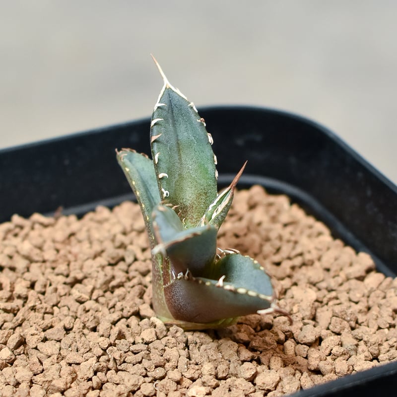 アガベ　チタノタ　鳳凰　フェニックス　#020 アガベ チタノタ フェニックス 