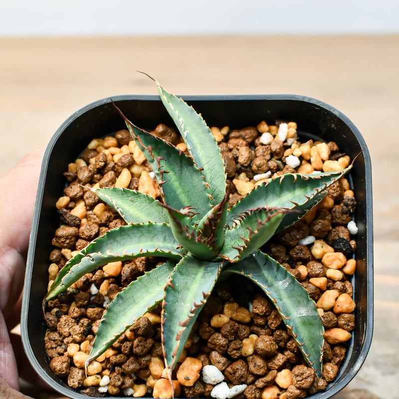 アガベ ハイブリット 