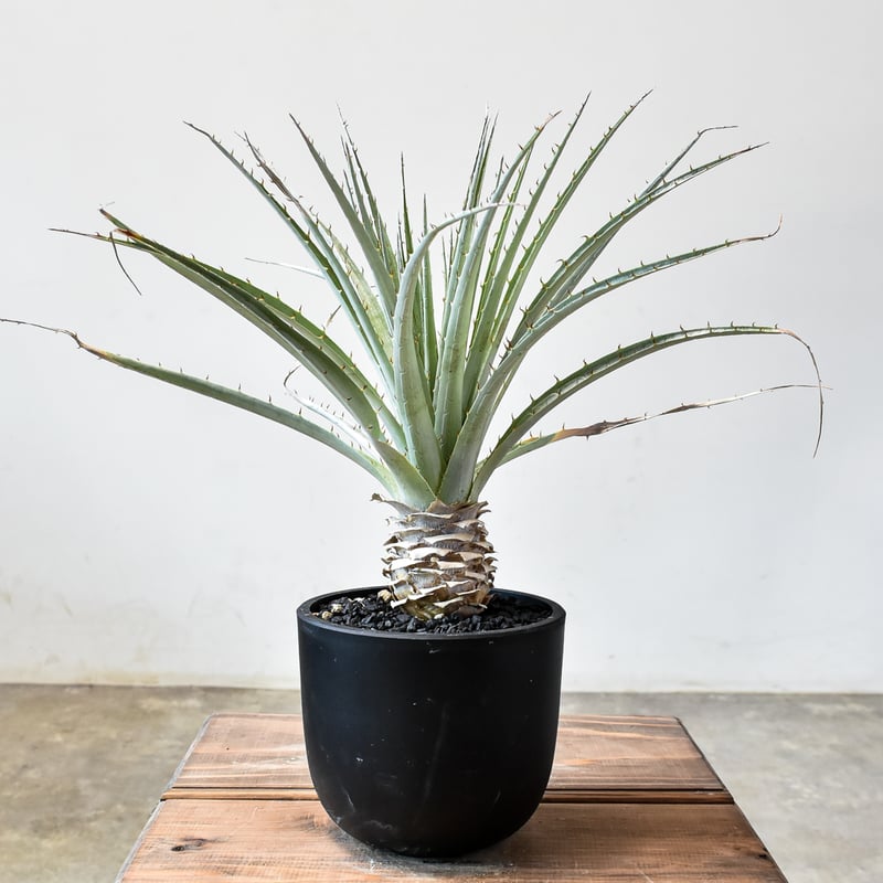 プヤ　ベヌスタ３頭　ドライガーデン　セルーレア　レア プヤ ベヌスタ3頭 ドライガーデン セルーレア レア