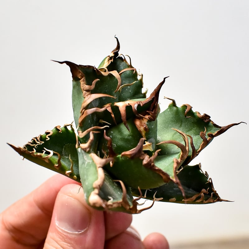 アガベ チタノタ シーザー / 凱撒 【台湾 dragon agave産/TC子株