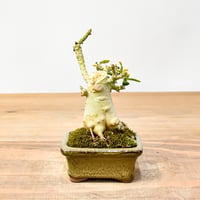 チレコドン レティキュラーツス 