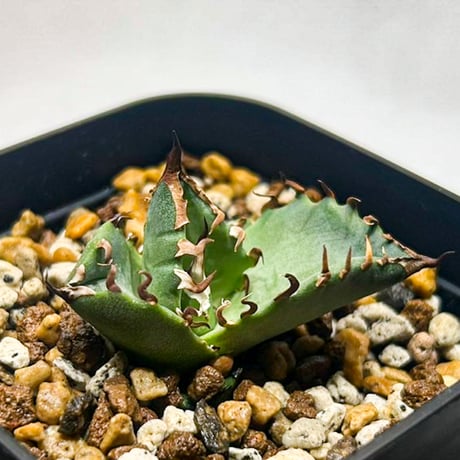 CATEGORY アガベ チタノタ 