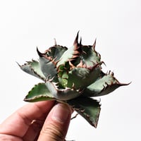 アガベ ハイブリット "甲妖 x 蟹"【台湾botanical_seeker産】RF25012103
