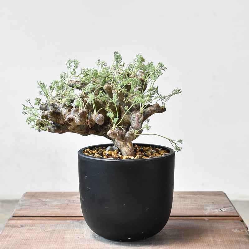 レア樹形！！サルコカウロン ムルチフィズム 鉢 qutoten レア樹形