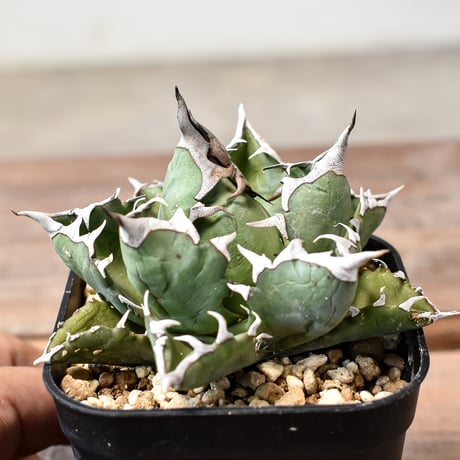 03 アガベ チタノタ 姫厳竜 白中斑 子株 (姫厳龍）斑入り 錦 CATEGORY