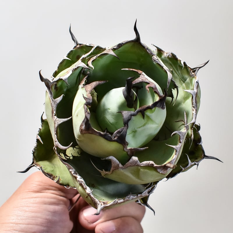 アガベ チタノタ ブラックアンドブルー / BB 