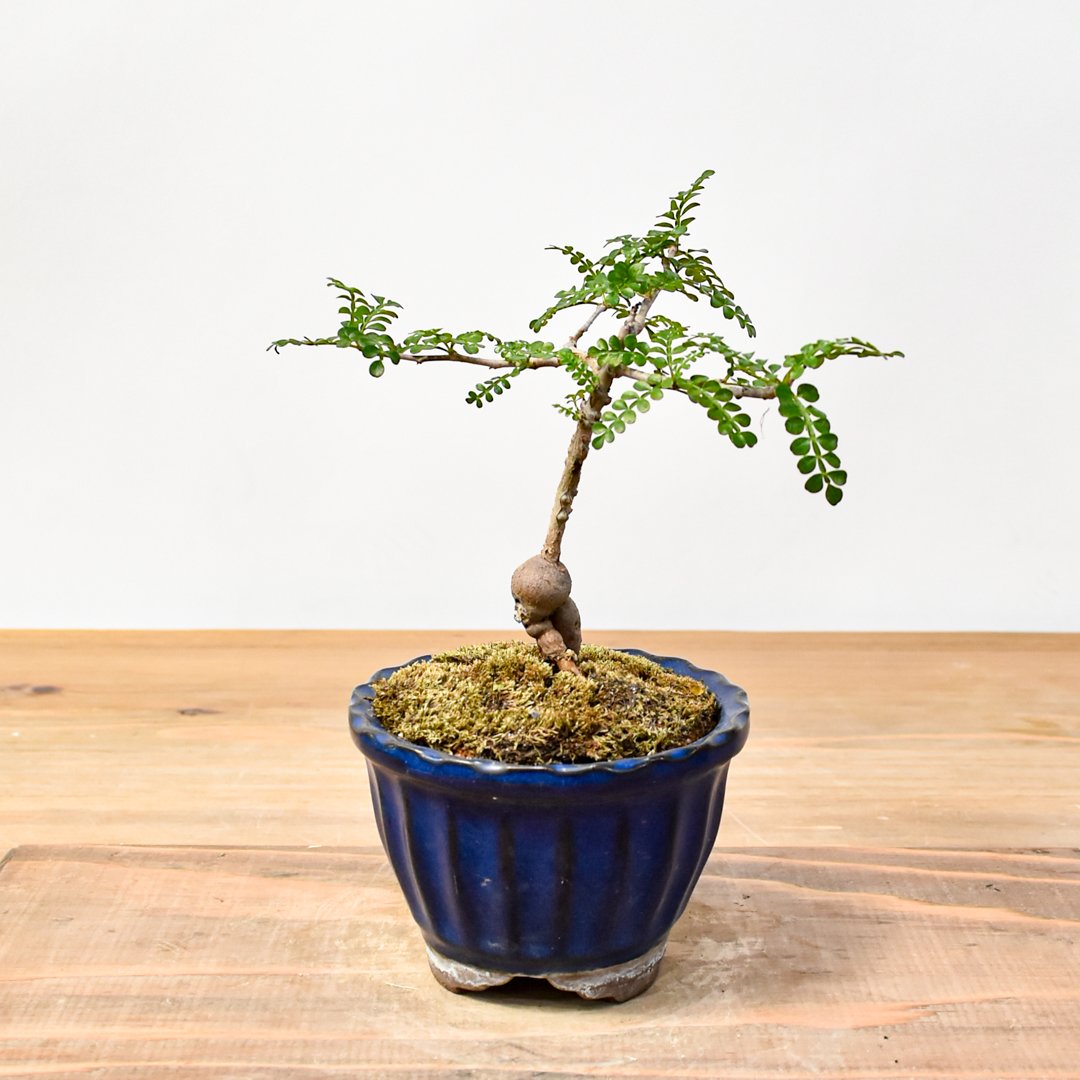 【良型】オペルクリカリアパキプス 本日パキプス4本オンラインにて販売します🤩 お楽しみに〜 #パキプス