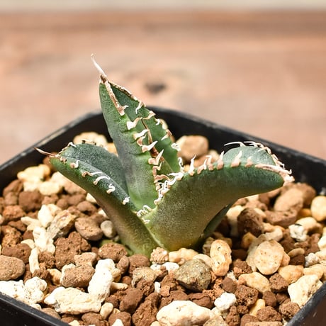 AA10 多肉植物 アガベ チタノタ SAD南アフリカダイヤモンド 大きかっ AA10 多肉植物 アガベ チタノタ SAD南アフリカダイヤモンド 大きかっ