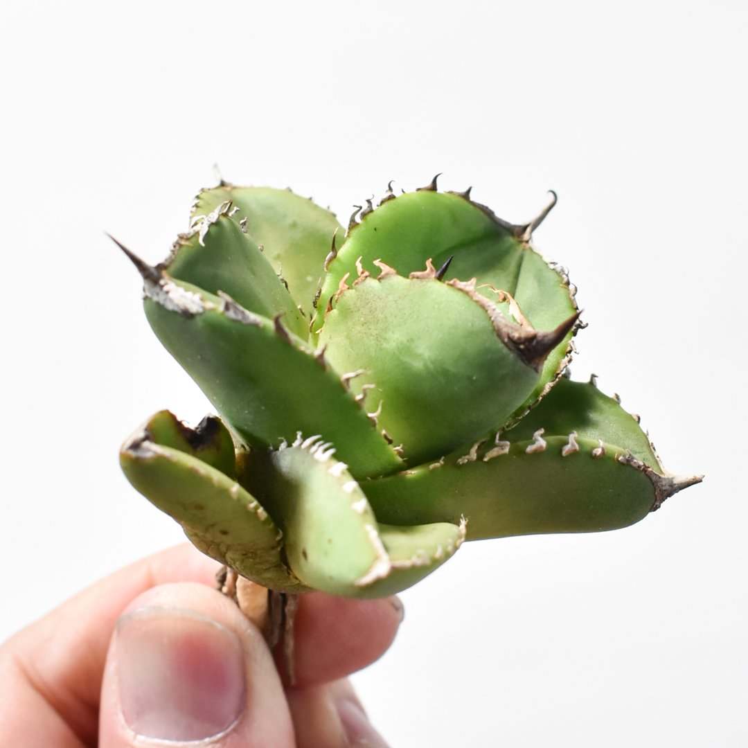 アガベ チタノタ 