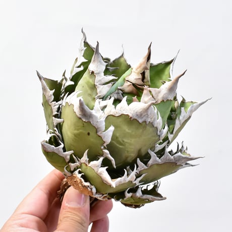 アガベ チタノタ "精品レッドキャットウィーズル" / 精品赤猫 , 精品紅猫  【台湾 dragon agave産/中株/抜き苗】D09 DG25010435
