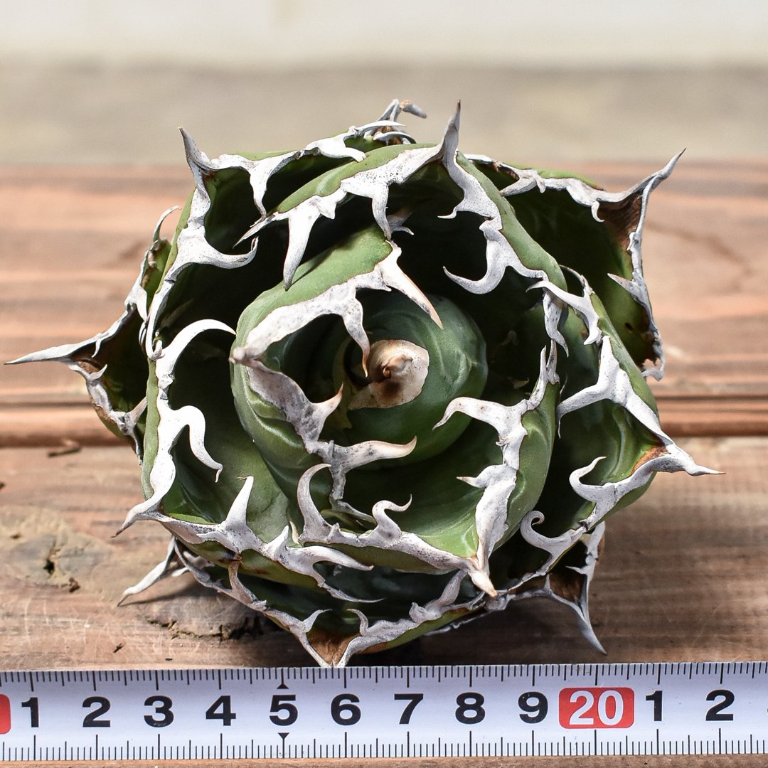 Agave アガベ　チタノタ　 白虎　白焔の選抜株　台湾株 アガベ チタノタ “精品白鯨” 【台湾 dragon agave産/抜き苗/中株】5