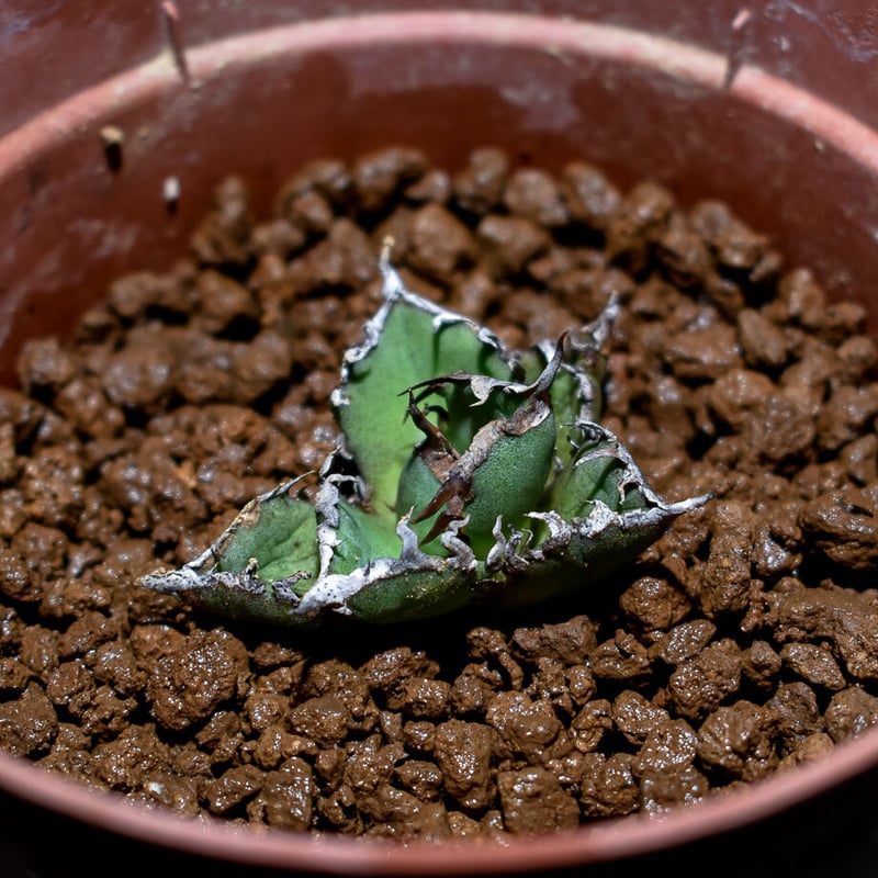 アガベ チタノタ 