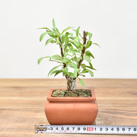 【“WACK” ON YOUR SIDE】フォークイエリア ファシクラータ WACK-A107