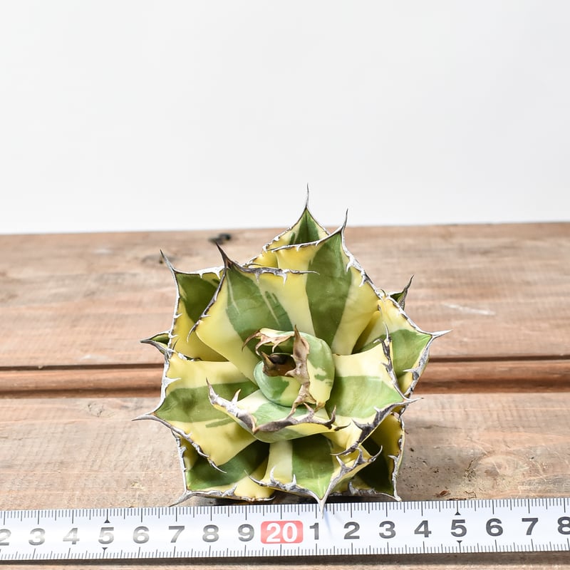 アガベスナグルトゥース暴牙