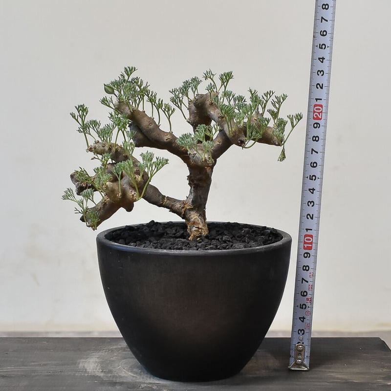 サルコカウロン ムルチフィズム 