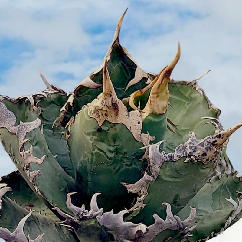 アガベ狼人　オテロイ　チタノタ　検索）台湾ゴジラ　巌流 アガベ狼人 オテロイ チタノタ 検索）台湾ゴジラ 巌流 【公式通販】