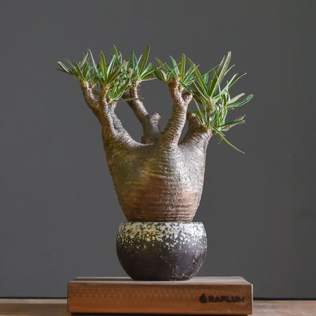 STORES 塊根植物の検索結果