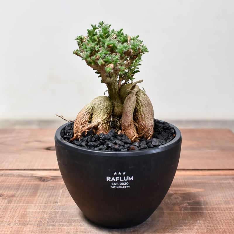 トリコディアデマ ブルボスム 