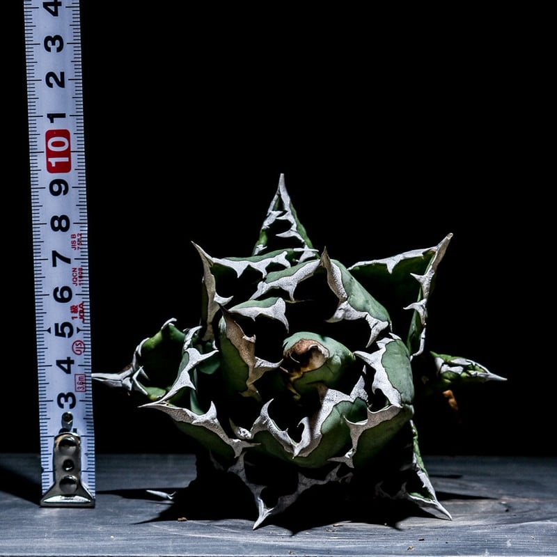 アガベ チタノタ ドワーフ “姫厳竜” （抜き苗販売）RF221146