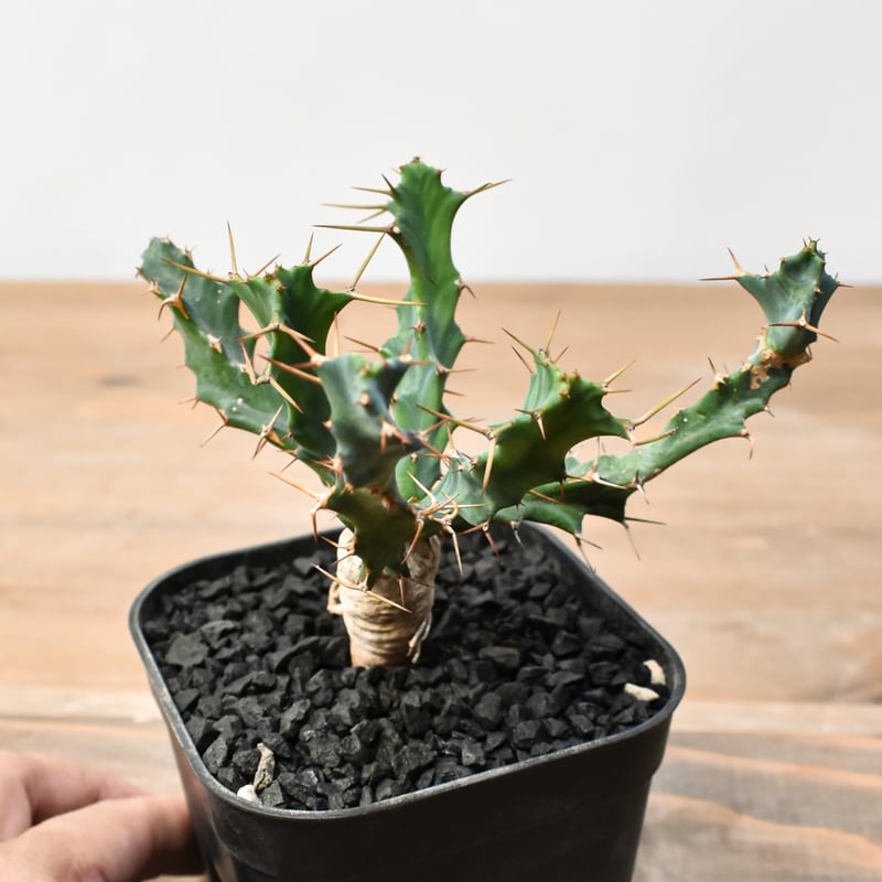 ユーフォルビア クラビゲラ 【実生】 RFHK25011504 | RAFLUM / ラフラ