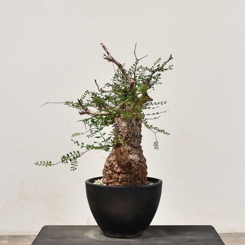 オペルクリカリア パキプス （発根済み） RF231565(T) | RAFLUM / ラフ