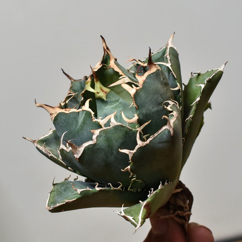 アガベ チタノタ 