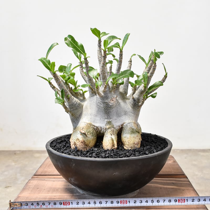 斑入アデニュウムソコトラナム原地種子実生株 斑入アデニュウムソコトラナム原地種子実生株 アデニウム