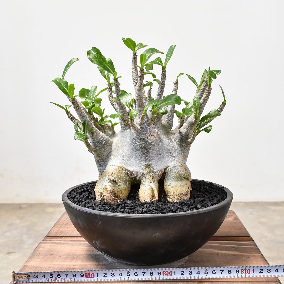 fit=scale-down,w=1200